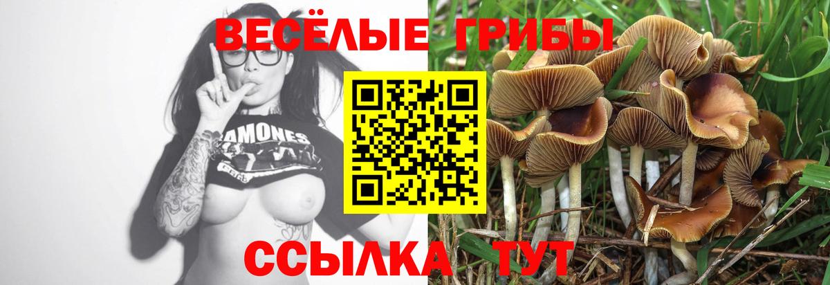 хочу   Александров  Галлюциногенные грибы Cubensis 